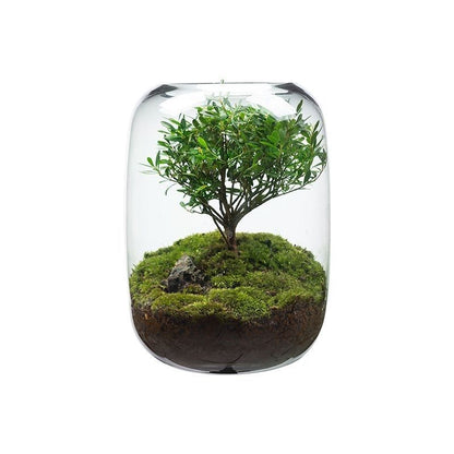 Moss Micro Landscape Garden