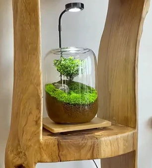 Moss Micro Landscape Garden