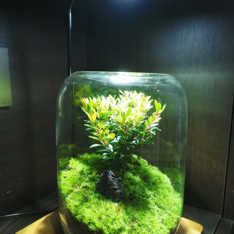 Moss Micro Landscape Garden